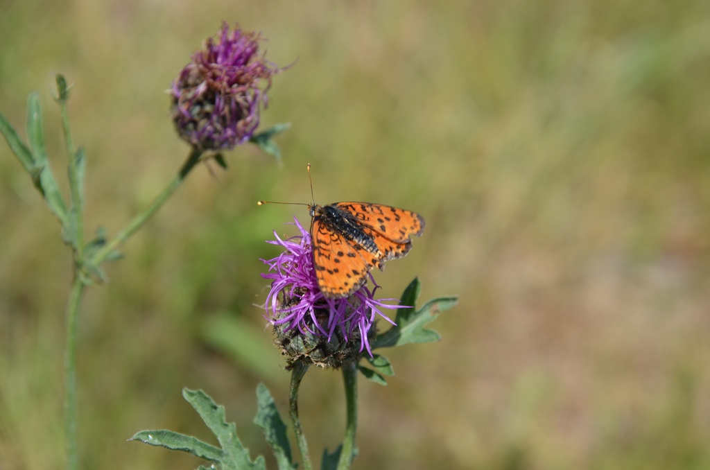 2015-07 Savoie/Jarrier/DSC_0021.JPG